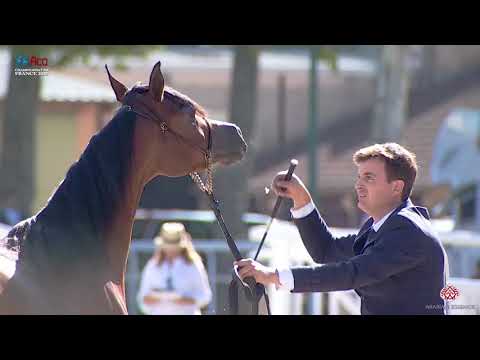 N.12 SAMA AL SHAHANIA - 2020 Vichy - Championnat de France - 2 Years Old Fillies (Class 2)