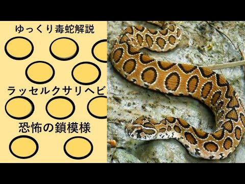 クサリヘビ科について詳しく解説