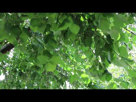 Eastern redbud (Cercis canadensis) - Plant Identification