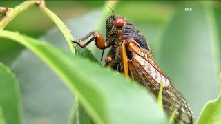 Cicada Brood XIV emerging in Georgia