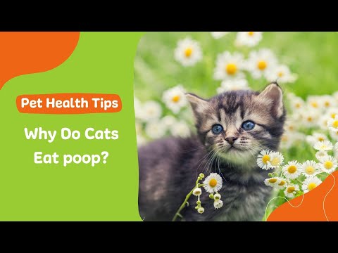 Why Do Cats Eat Poop?