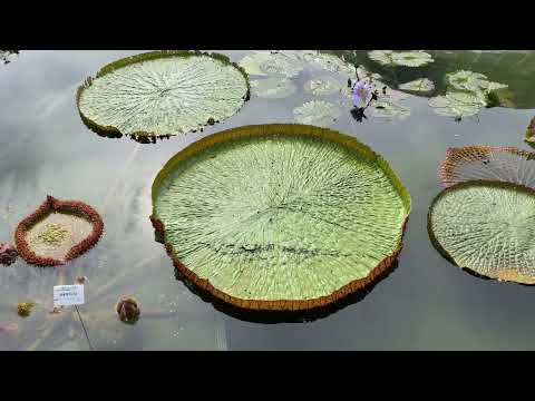 私のディプラデニアが枯れた葉を失う理由 斑点 病気の解決策 あまりにも水が冷たい冬のメンテナンス