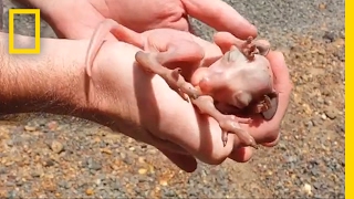 Baby Kangaroo Rescued From Dead Mother's Pouch | National Geographic
