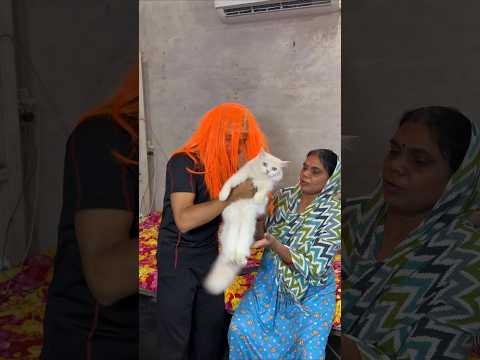 Olly के पास भूत ☠️😧 #cat #vlog #minivlog #ashortaday
