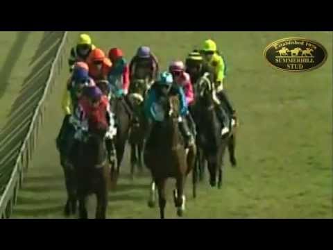 EMALIYAMI (AUS) : 2011 SUMMERHILL READY TO RUN GRADUATE