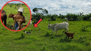 VACA BRAVA PARTIU PARA CIMA DOS CACHORROS! Tivemos que socorrer 