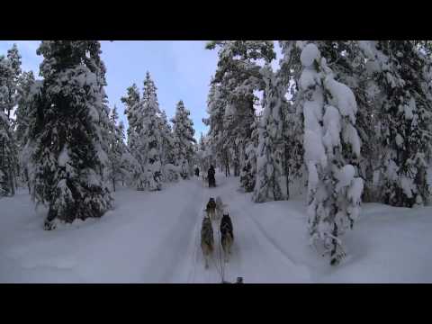 Kiruna, Sweden Dog Sledding 6 Day Tour - Jukkasjärvi Wilderness Tours