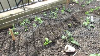 Late March 2015 Garden Update: Rabbit Prevention, Container Soil Prep and Iron Phosphate - TRG 2015