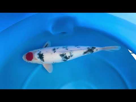 JKS-450 Tancho Sanke 61 cm