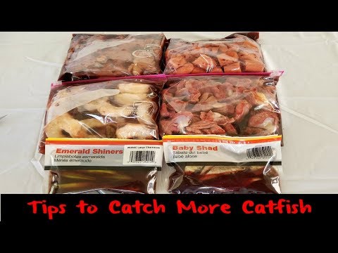 Tips to Catch More Catfish