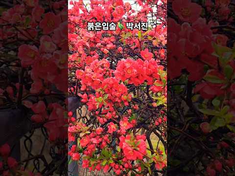 #붉은입술#박서진#뮤비