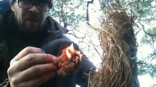 preview picture of video 'Winter Bowdrill And Tinder Fungus'