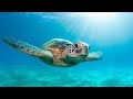Tortoise Swimming Underwater