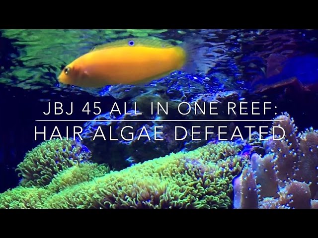 How To Defeat Hair Alage - Reef Tank Update