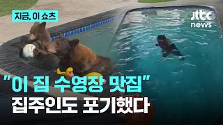 곰 가족에게 수영 맛집이 된 가정집
