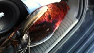 Jeep vs Pheasant