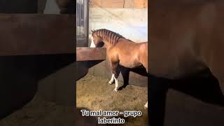 tú mal amor - grupo laberinto