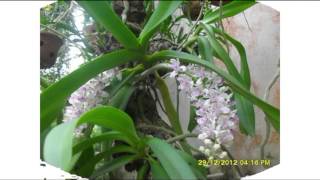 preview picture of video 'Phong lan rung Viet Nam - Viet Nam Orchid - Hà Nam 2013'