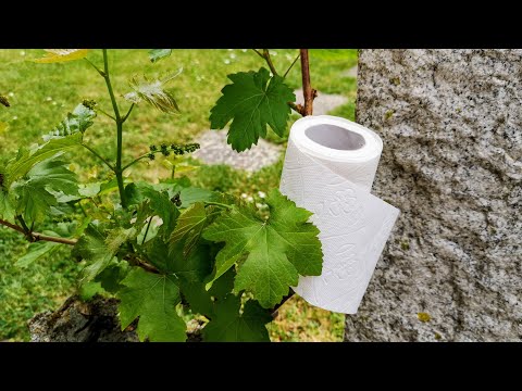 Klopapier-Challenge 2020 - Musikverein Ochsenbach