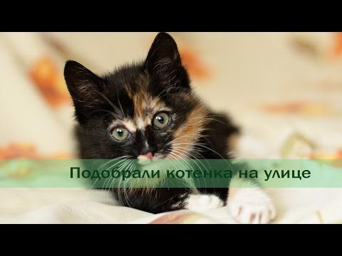 Подобрали котенка. План действий