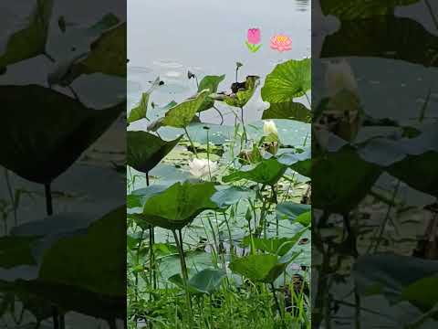 nazira bor pukhuri par t Boga padum ful 🪷#shortvideo