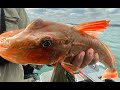 How to fillet and bone a gurnard