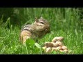 Chipmunks Eating Peanuts