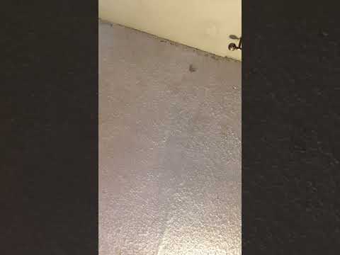 This is why lil.lul.g is no more .....