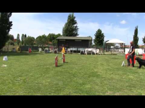 Rally Obedience Csen -  I cartelli di GRADO 3