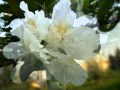 Antonio Vivaldi - Cztery Pory Roku - Wiosna / The Four Seasons - Spring Antonio Vivaldi - Cztery Pory Roku - Wiosna / The Four Seasons - Spring