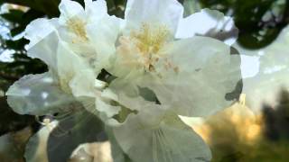 Antonio Vivaldi - Cztery Pory Roku - Wiosna / The Four Seasons - Spring