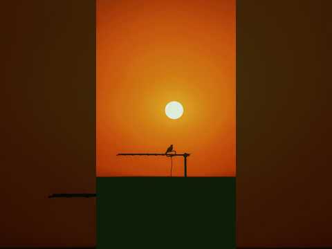 Bem-Te-Vi - Renato Terra#shorts