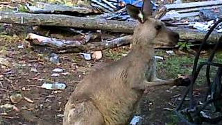 The Hardcore Breakfast Regulars...