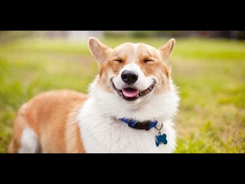 💖Cute and Funny 🐶 Dogs being Dogs Compilation 2019