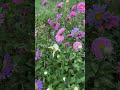 Flower Friday Annual Aster Callistephus Chinensis