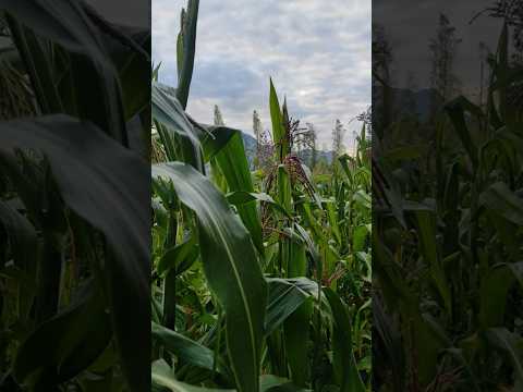 primavera 🌸🌼 las flores de las chacras #viralvideo #anta