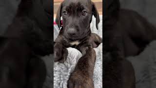 Video preview image #1 Mutt Puppy For Sale in Goodyear, AZ, USA