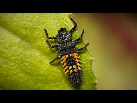 Beneficial Insects and How To Use Them To Control Pests in Your Garden🐛