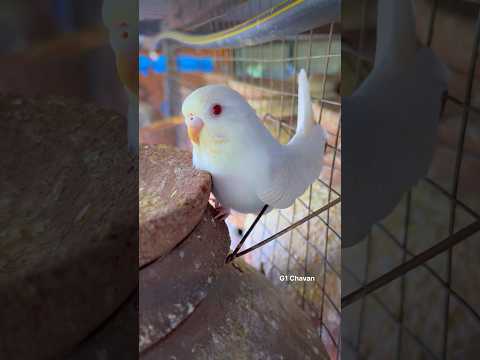 Love Birds’s || Budgies birds 😍 Australian parrot 🐣2026 #budgies