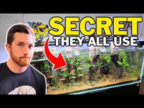 Watch This is ACTUALLY The Method for Crystal Clear Aquarium Water by AQUAPROS on YouTube