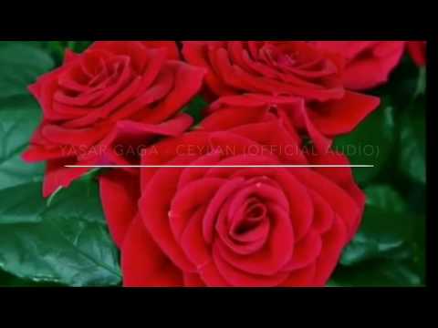 Yaşar Gaga Ft. Tarkan, Sezen Aksu - Ceylan - ( Official Audio )