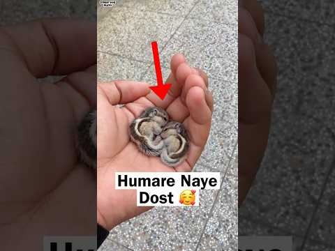 Meet Humare Naye Dost ❤️