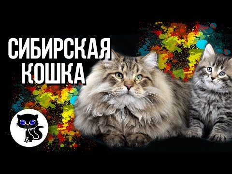 Сибирская кошка: фото, характер, описание породы