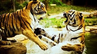 Survivor - Eye of the tiger video with Lyrics