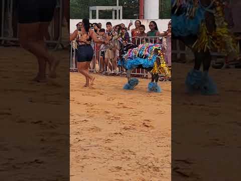 desfile de jegues , icapui ceara
