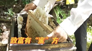 浏阳发展林下经济 致富有“蜜”方