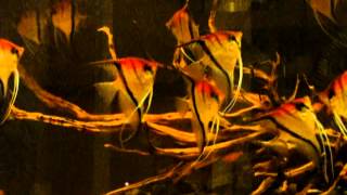 Pt. Scalare "Manacapuru" - black water biotope