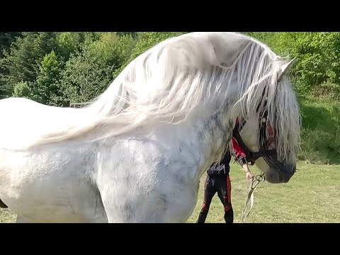 Armăsarii lui Ilie Marcu de la Vicovu de Sus-Suceava 2023