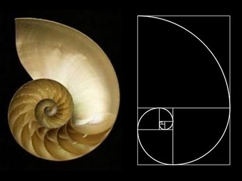 Mollusc Animation  Nautilus Body Plan HD