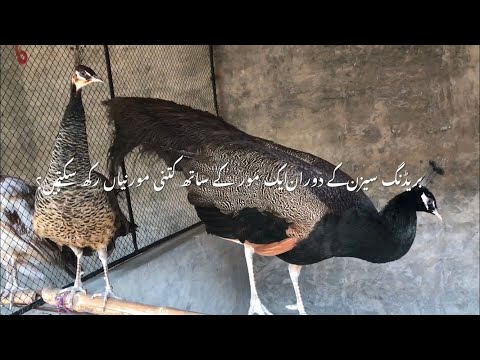 , title : 'How many peahens should be kept with a peacock during the breeding season?'